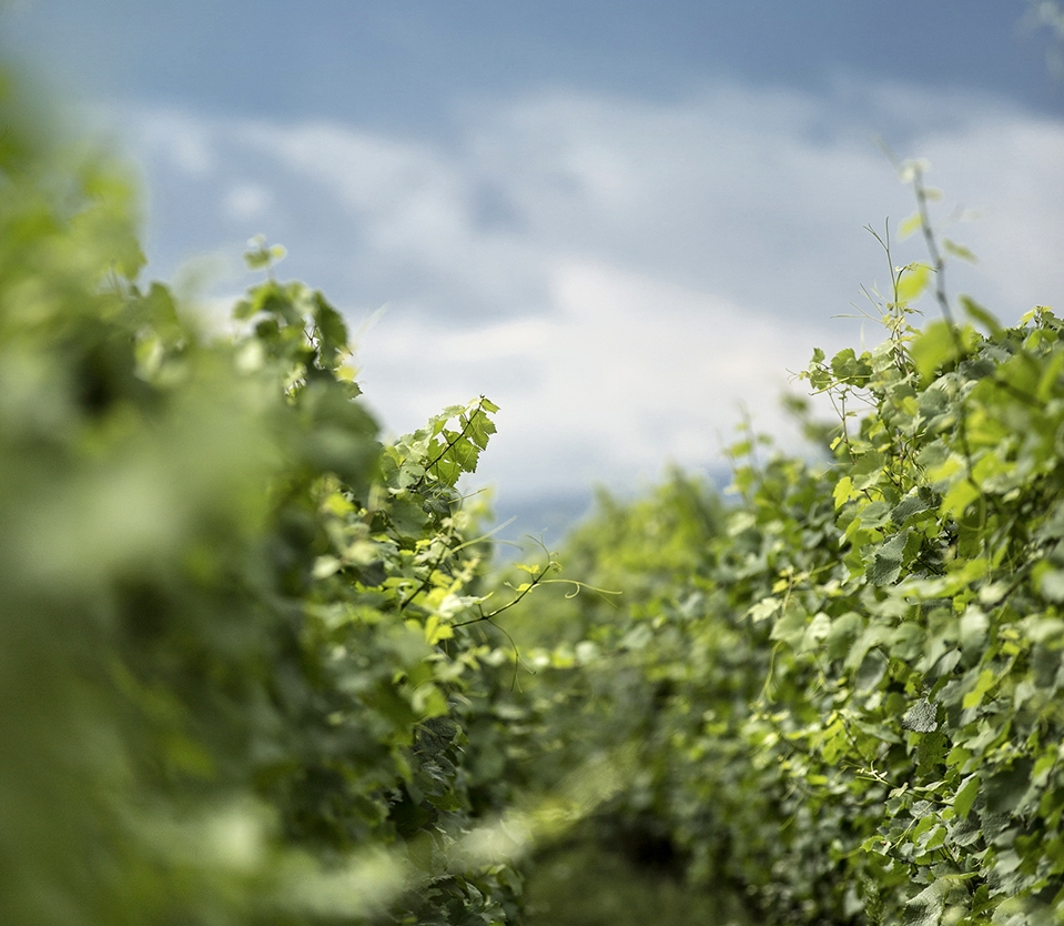 Vignes- Bennwihr - Alsace
