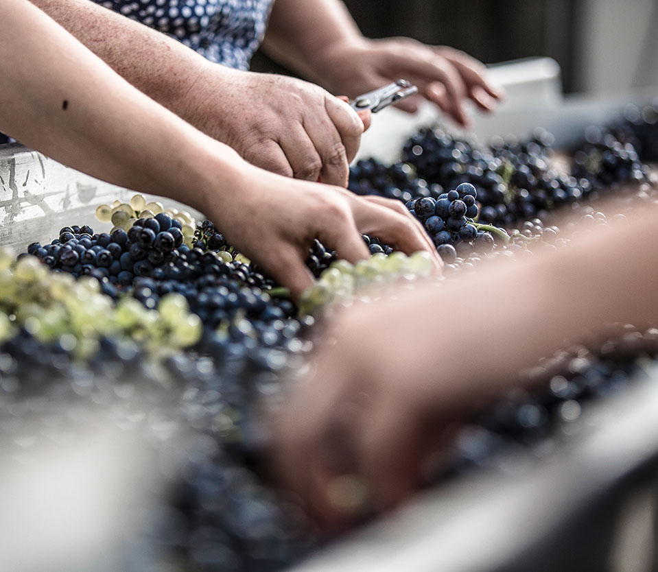 Domaine JJ Confuron